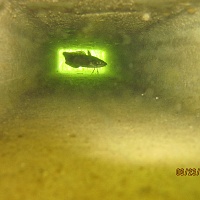 Atlantic Hake in lower chamber.&nbsp; Photo credit: Lee Ann Thayer