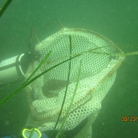 Small Atlantic Cod in collection net. Amazingly, on another dive, Chris collected a 17&rdquo; Atlantic Cod from one of the 3&rdquo; diameter tunnels.